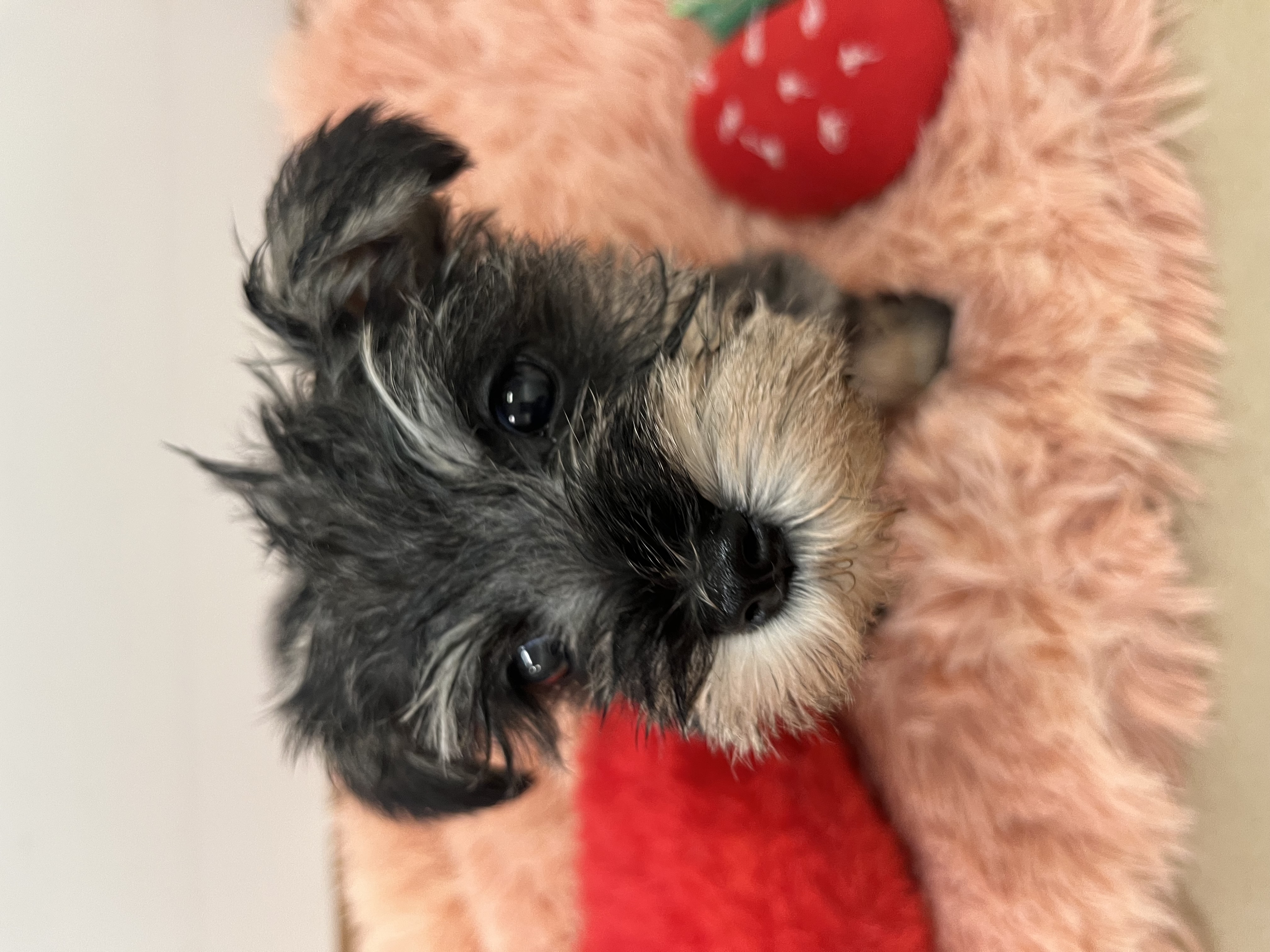 静岡県のハーフ犬・ミックス犬 (ペッツワン磐田店/2026年1月30日生まれ/女の子/ソルトペッパー)の子犬